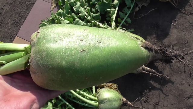 Редька МАРГЕЛАНСКАЯ