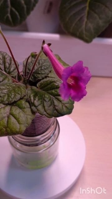 мини синингия цветет