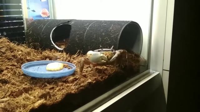 Мангровый краб Валера