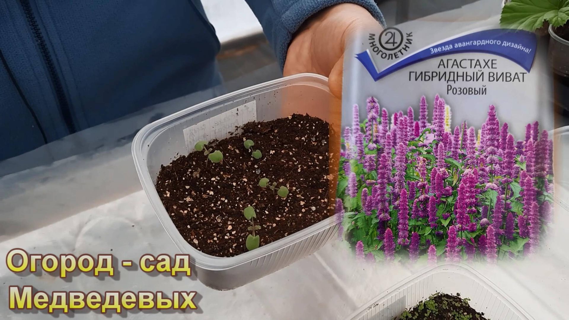 Результаты январских посевов цветов на рассаду