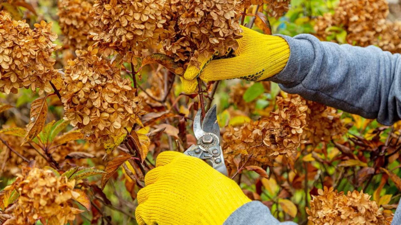 Обрезка кустарников зимой