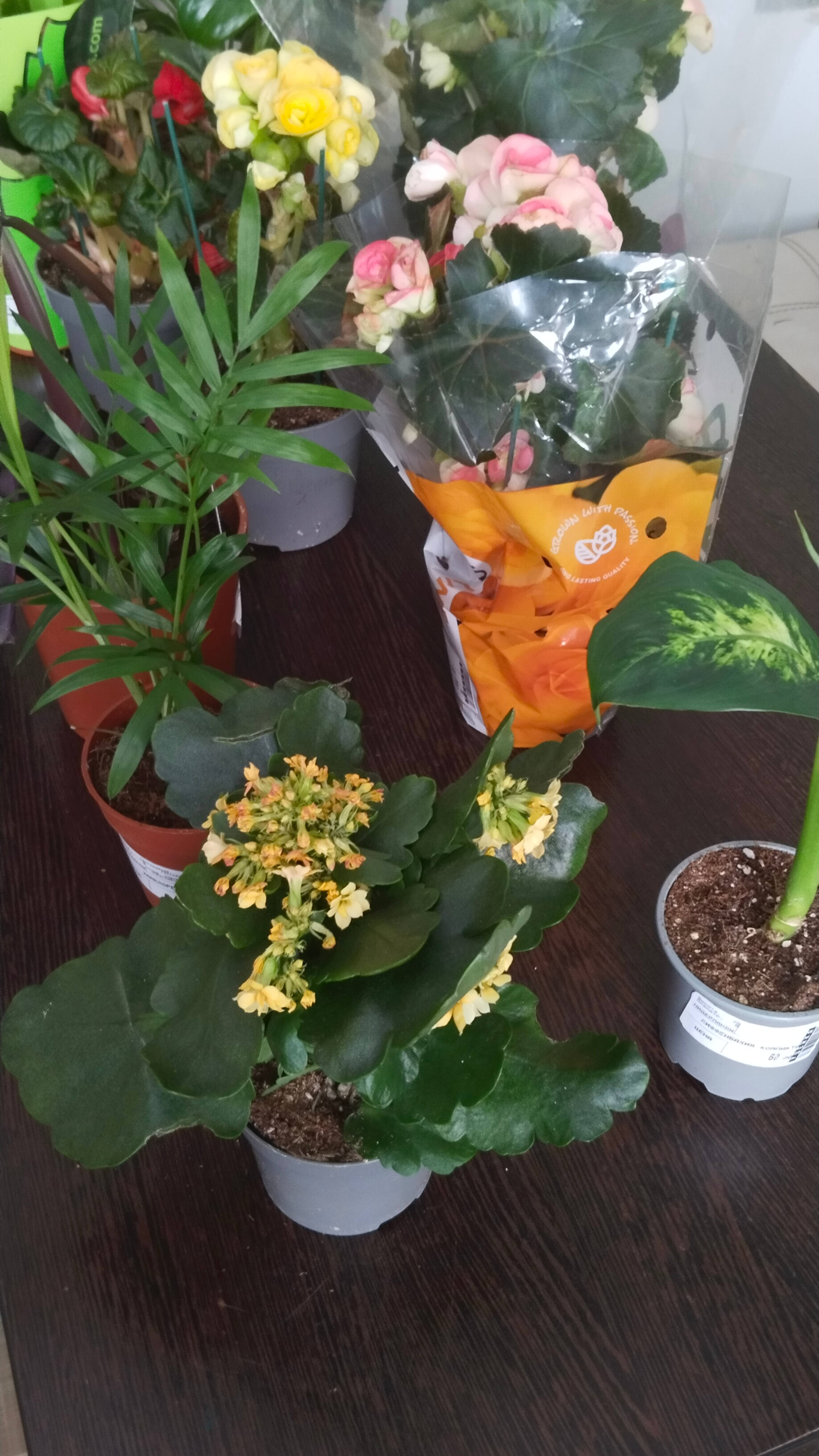 Обзор. Покупка. Комнатные цветы. Уценка