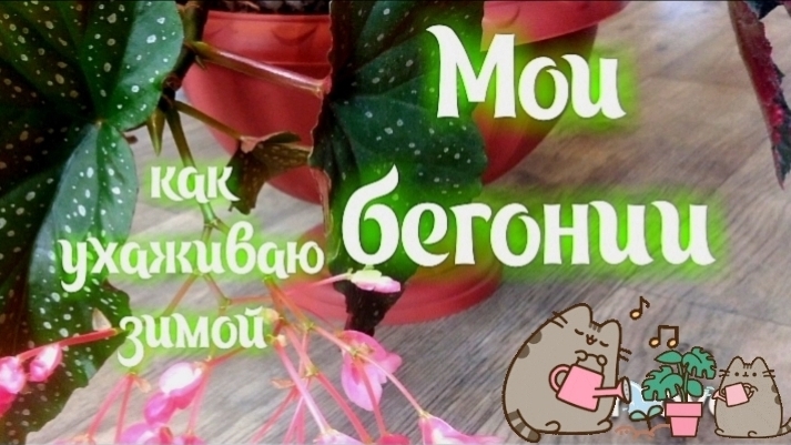 Бегонии зимой. Кустовая и листовая / Begonia