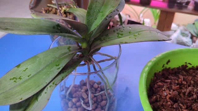 10.02.25.пересадка орхидеи Албуфейра в стеклянную вазу.
