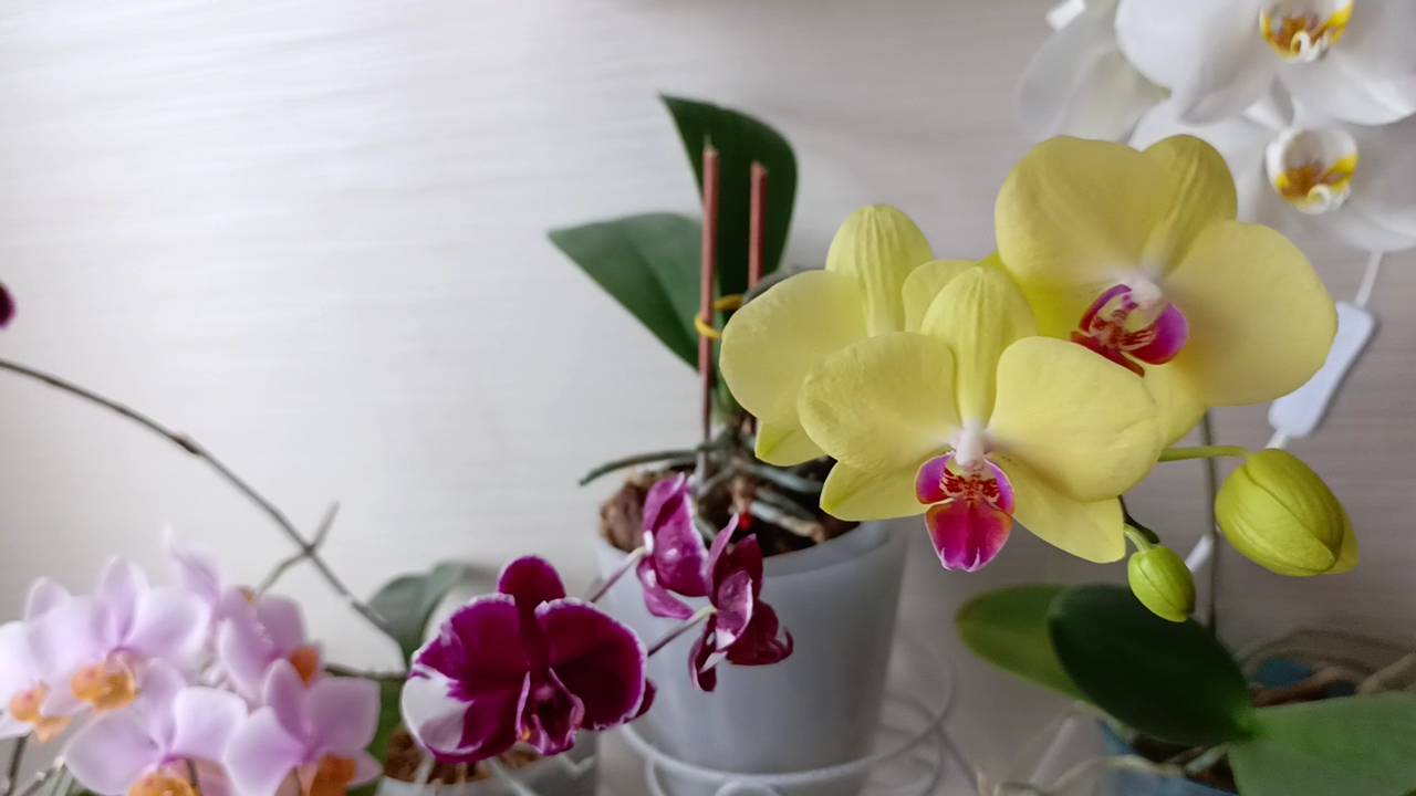 Обзор моих цветущих орхидей, февраль 2025 года