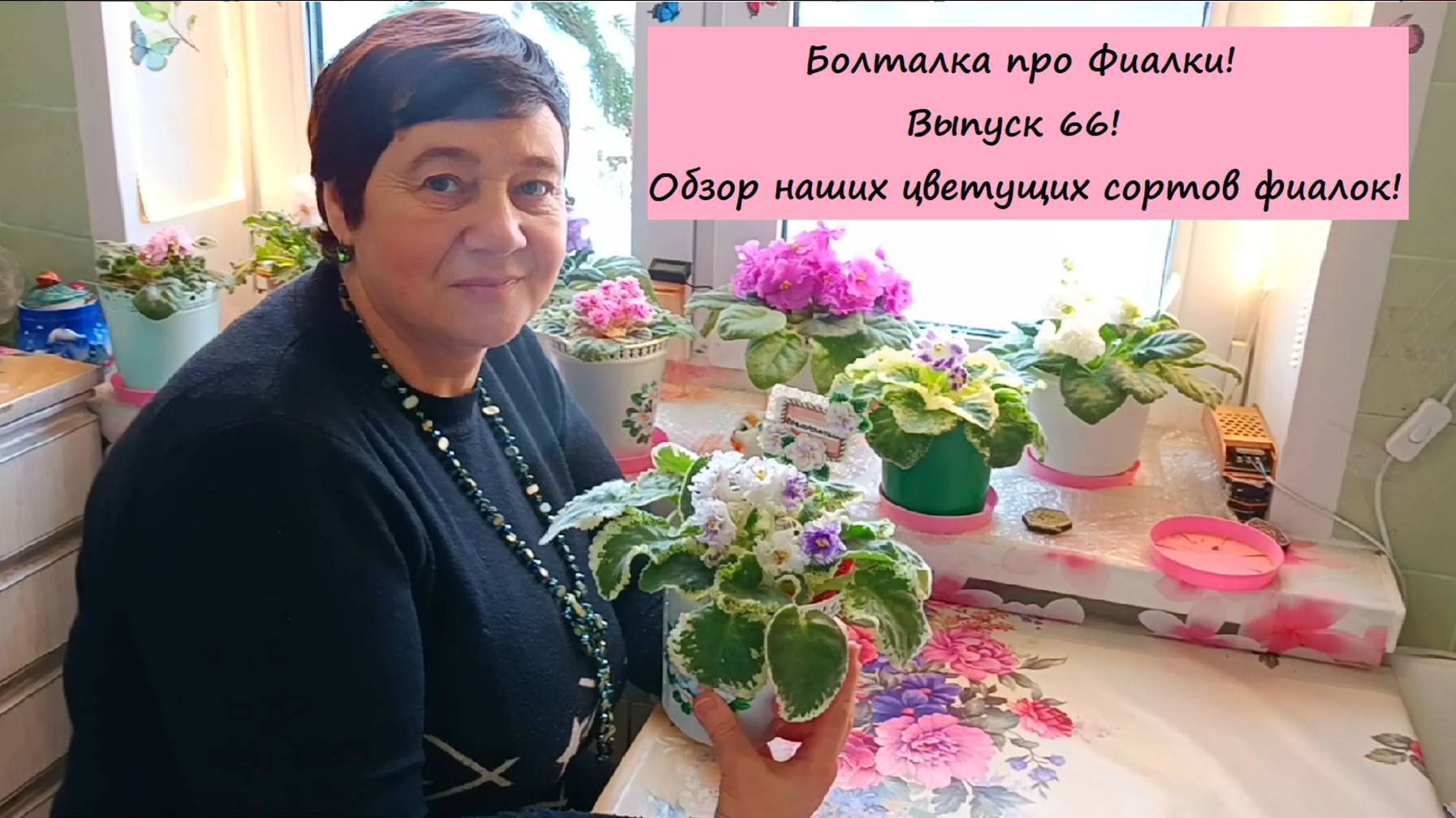 Болталка про Фиалки! Выпуск 66! Обзор наших цветущих сортов фиалок!