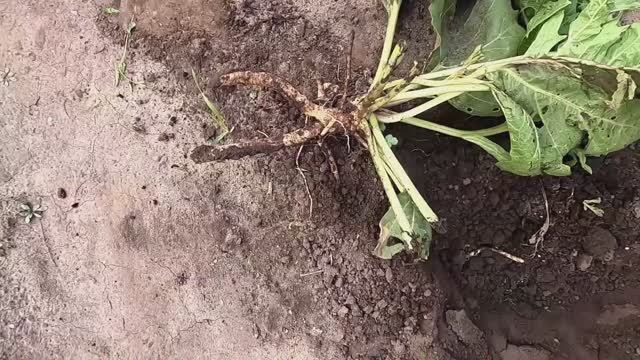 Выращивание катрана