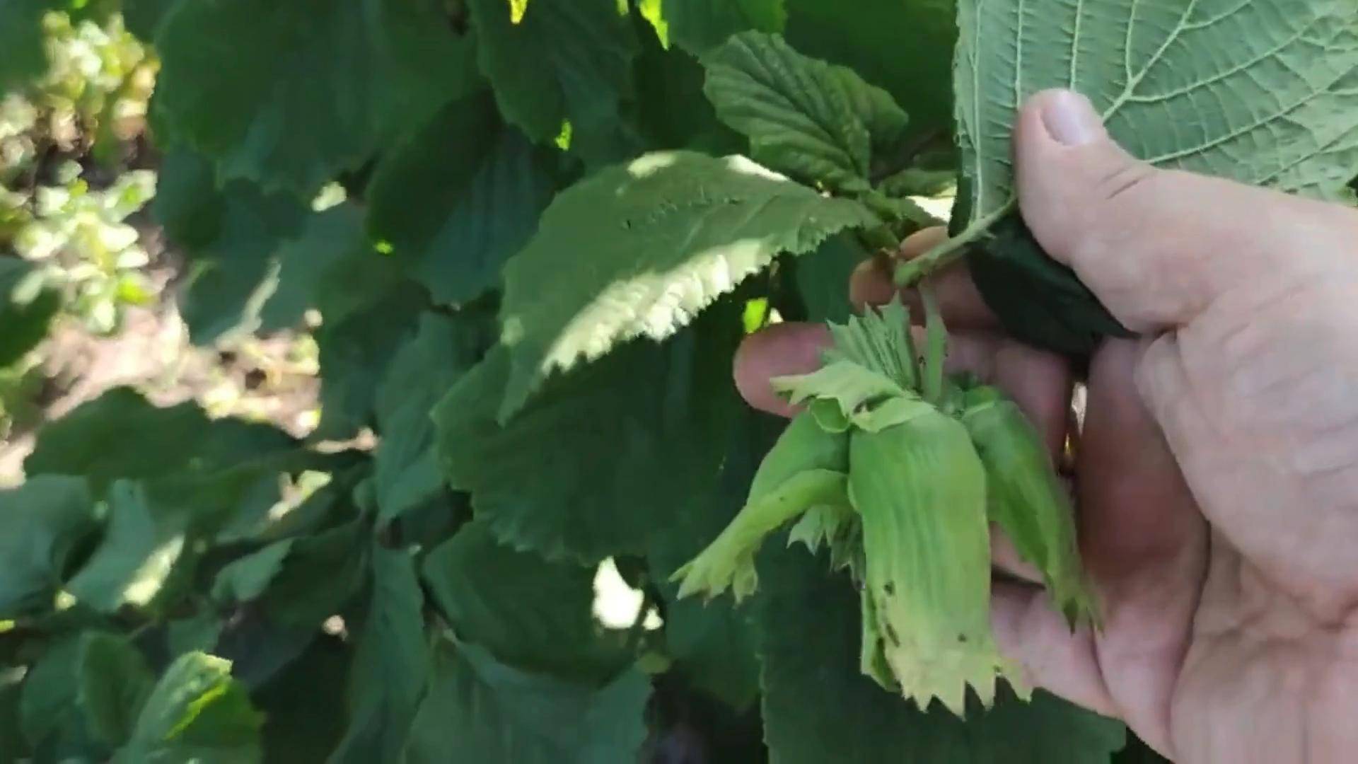 Саженцы фундука купить Россия Small Gardens