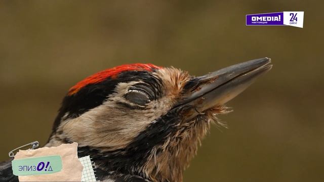 "ЭпизО!д №10"