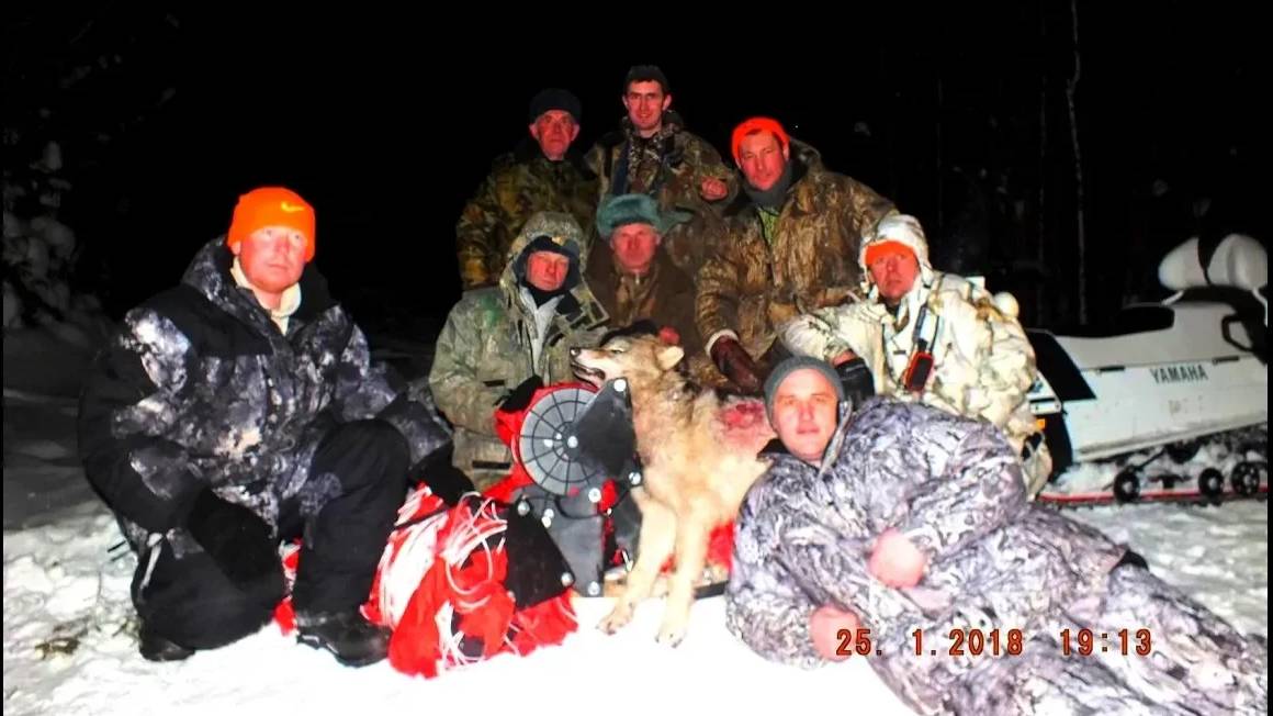 ОХОТА НА ВОЛКОВ  , в Пермском крае .#охотасгончей#собака #животные#топ#hunting#ОХОТА НА ВОЛКОВ