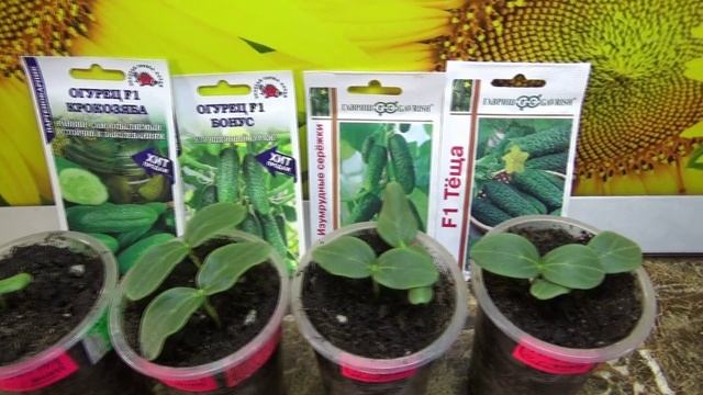 ПОСЕВЫ 2025-52. Проверка всхожести семян огурцов. Какие самые быстрые, а какие ОЧЕНЬ ЗАДУМЧИВЫЕ?