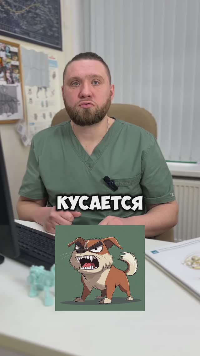 Собака рычит и кусается. 3 простых шага, чтобы спокойно дойти до ветеринара!