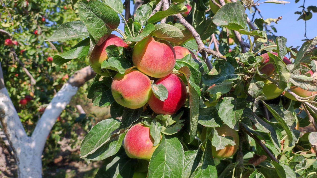 Самая вкусная яблоня на нашем участке, среди летних сортов.