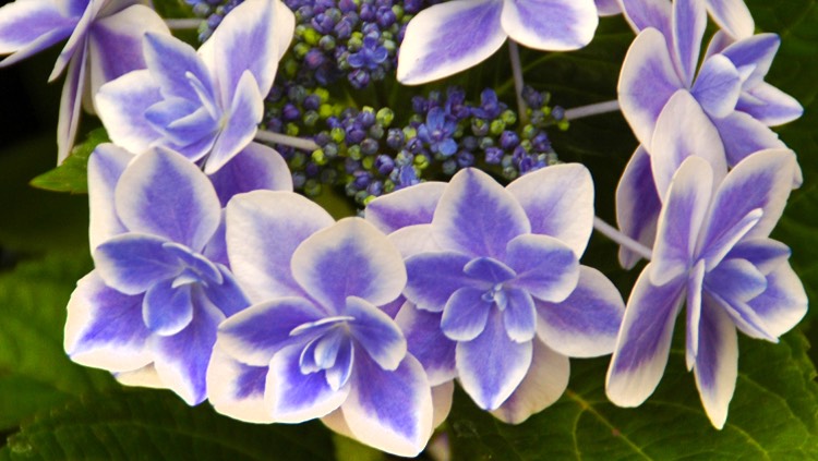 Получил полуфабрикаты гортензий Стар Гейзер и Роял Рэд ( star Gaser royal red)