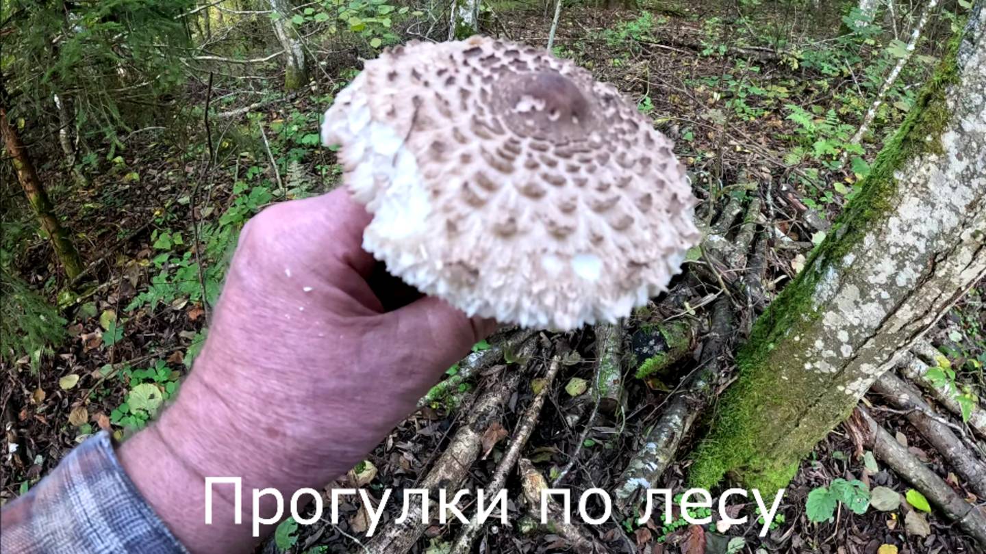 12 октября 2024.  Из смешанного леса к бывшему водоему с водой.