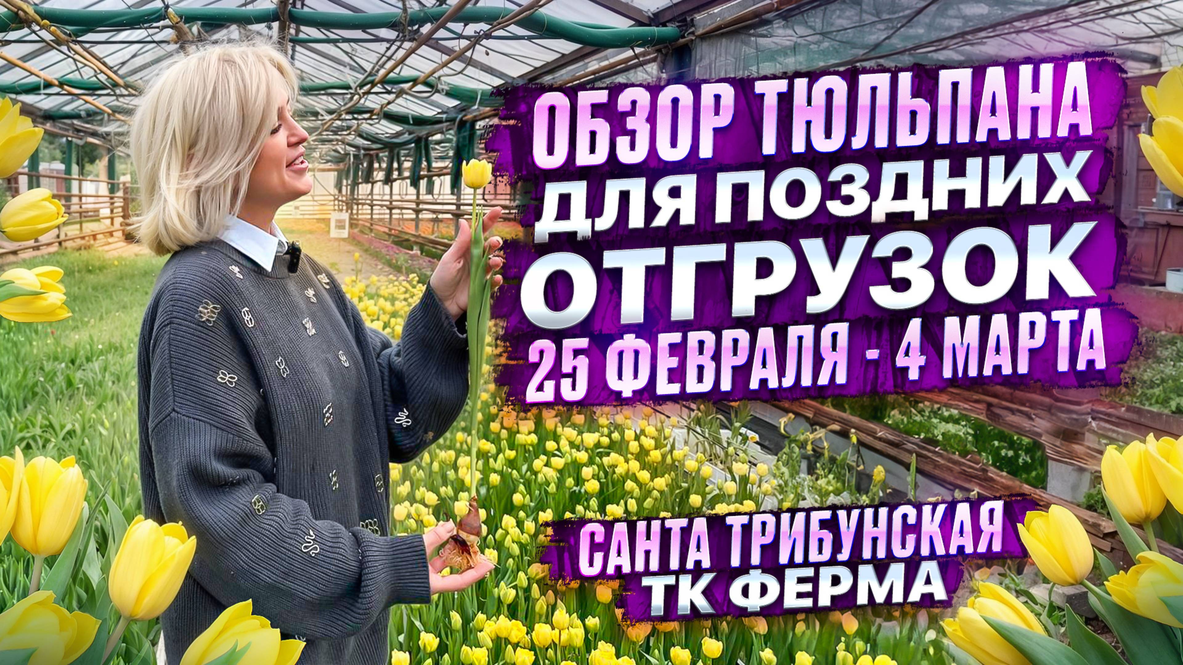 ОБЗОР СОРТОВ ТЮЛЬПАНА ДЛЯ ПОЗДНИХ ОТГРУЗОК