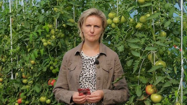 КАК ПРАВИЛЬНО ВЫБРАТЬ ТОМАТЫ ДЛЯ ДАЧНОГО УЧАСТКА. ПЛЮС МАСТЕР-КЛАСС ПО ПОСЕВУ.