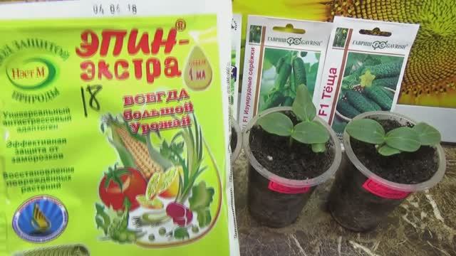 ПОСЕВЫ 2025-55. Чем можно РАЗБУДИТЬ семена огурцов, чтобы они побыстрее взошли?