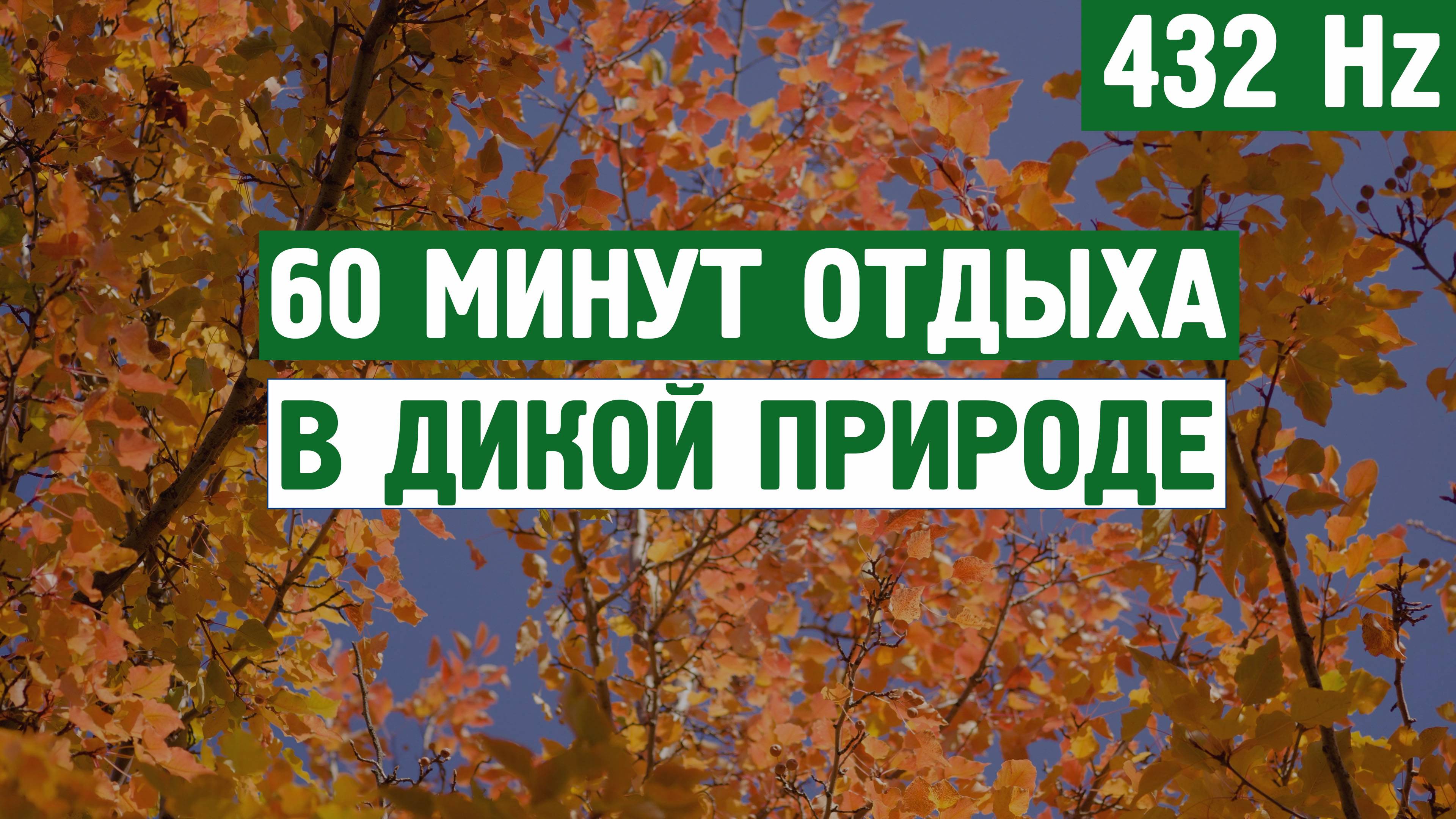 60 минут отдыха в дикой природе (432 Hz) \ Звуки для отдых, расслабления,для сна,шум моря