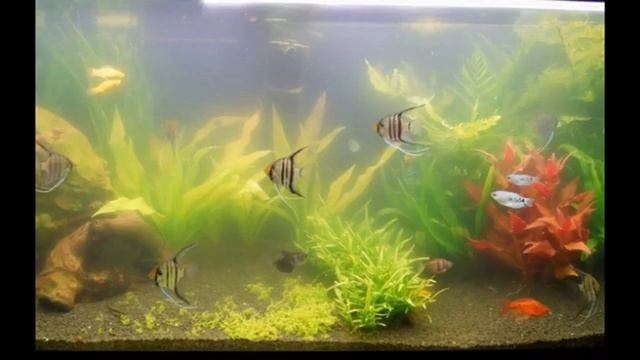 Приливы и отливы зависят от Луны?