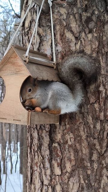 Пушистая белка грызёт кедряшки в кормушке