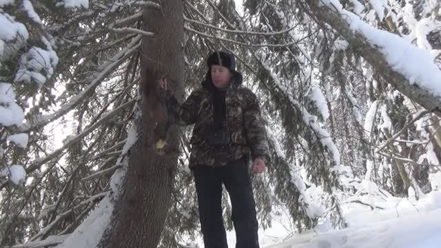 ОХОТА на КУНИЦУ капканами / закрываю первый путик / УДАЧНО