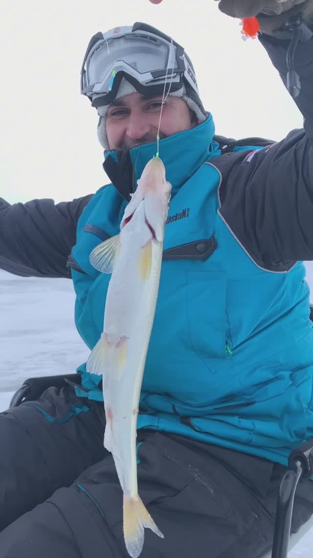Корюшка Бабай 46-47р 😳, а точнее Зубарь!😉 Коротко о зимней рыбалке на Камчатке!❄️🏔️ #зимняярыба