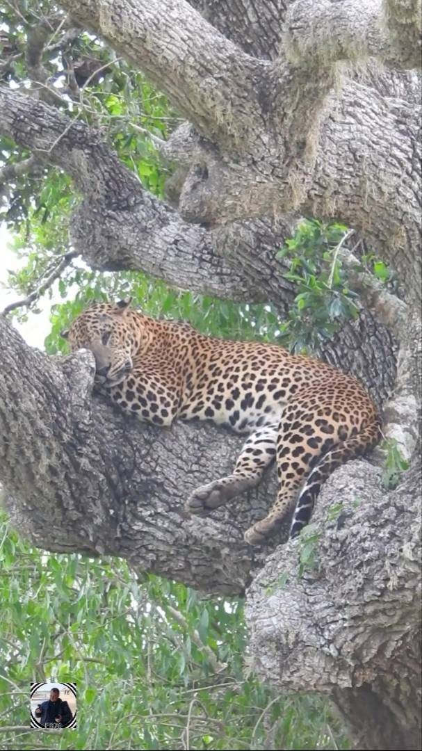 Шри-Ланка 2025 Демо-видео #шриланка #шриланка2025 #дикиеживотные #srilanka #srilanka2025 #shorts