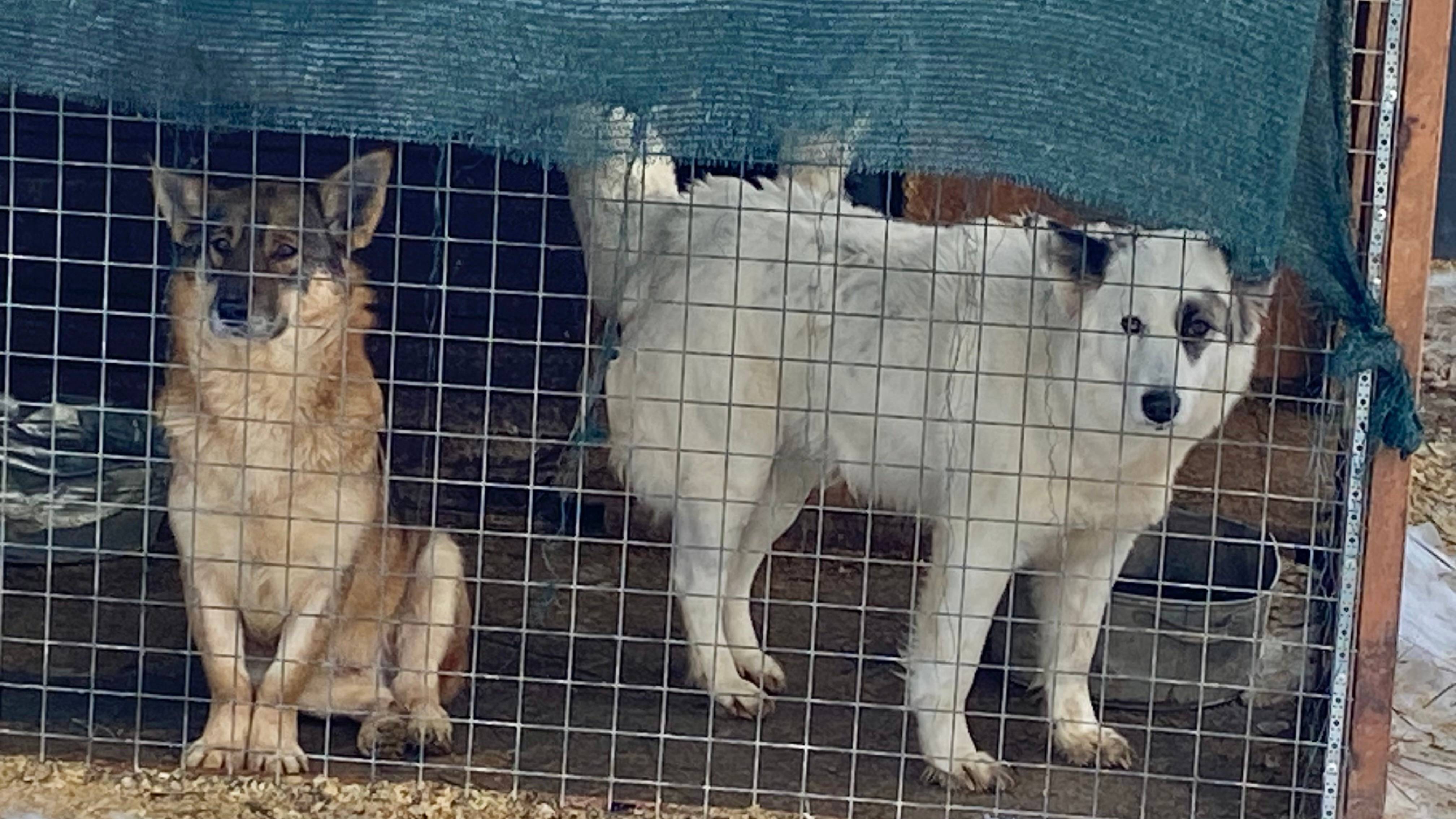 Суровые будни приюта