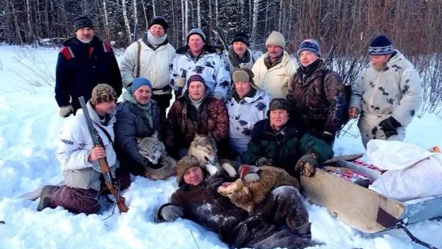 Охота на волков .#охотасгончей#собака #животные #топ #hunting #ВОЛКИ