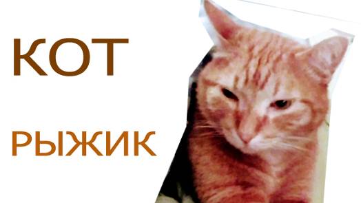 Домашний, любимый кот. Жалеет меня. Первый раз. Рыжик. Кот. Любит разговаривать еще. Умный кот. Вау!