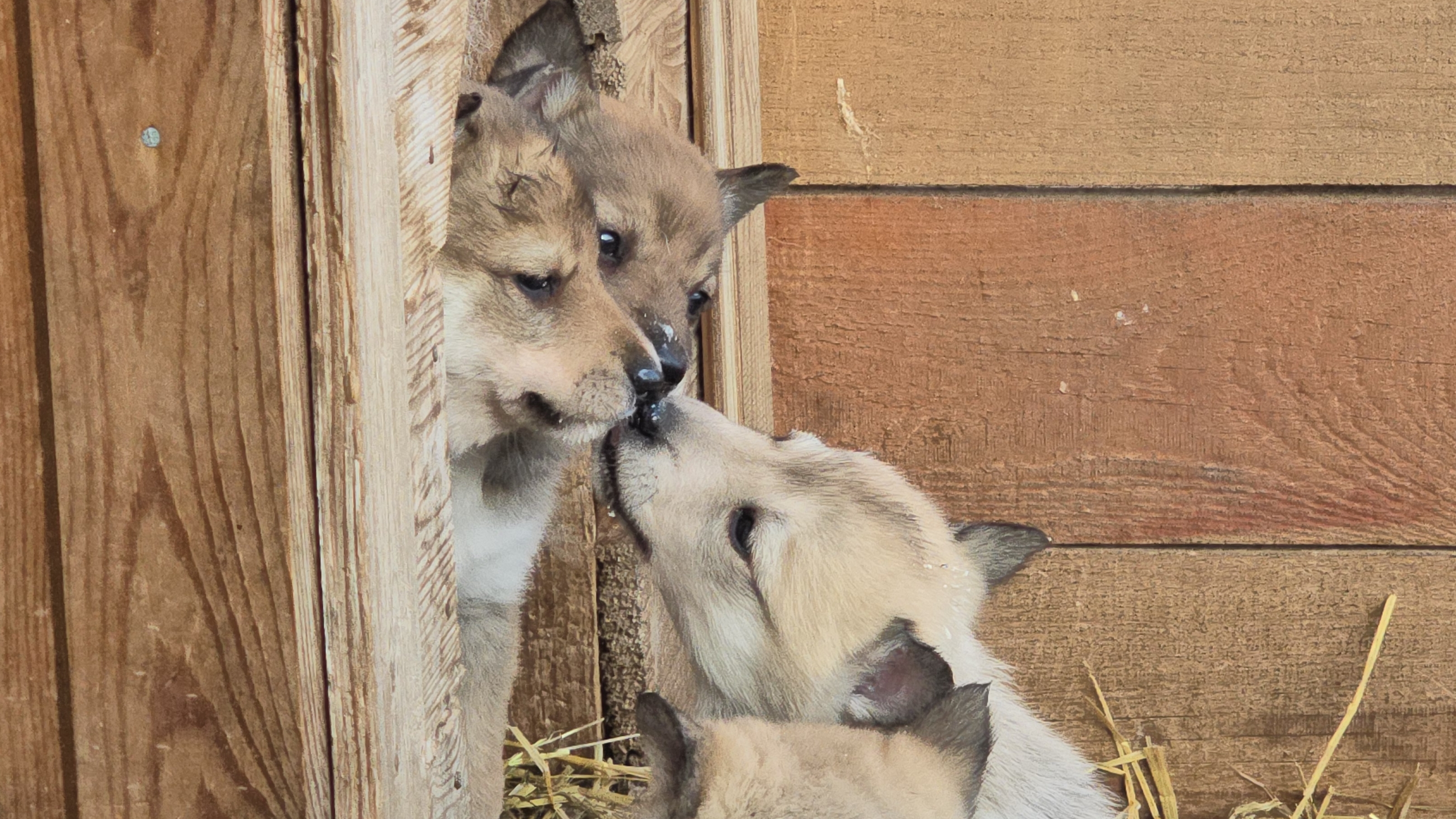 Щенкам завтрак/Лайки дома/