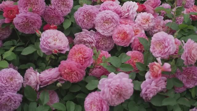 Лучшие розы 2024 от RHS.