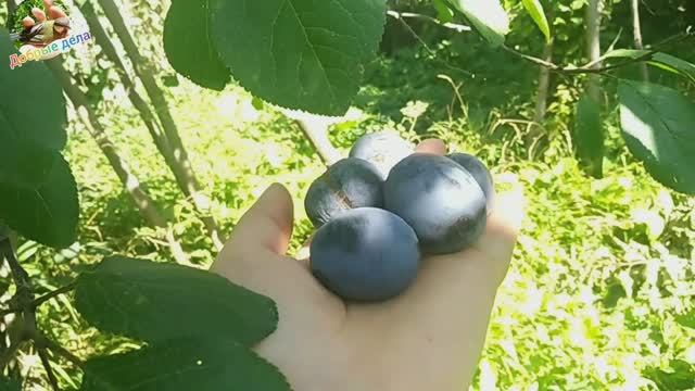 Компот из чернослива, польза и вред.