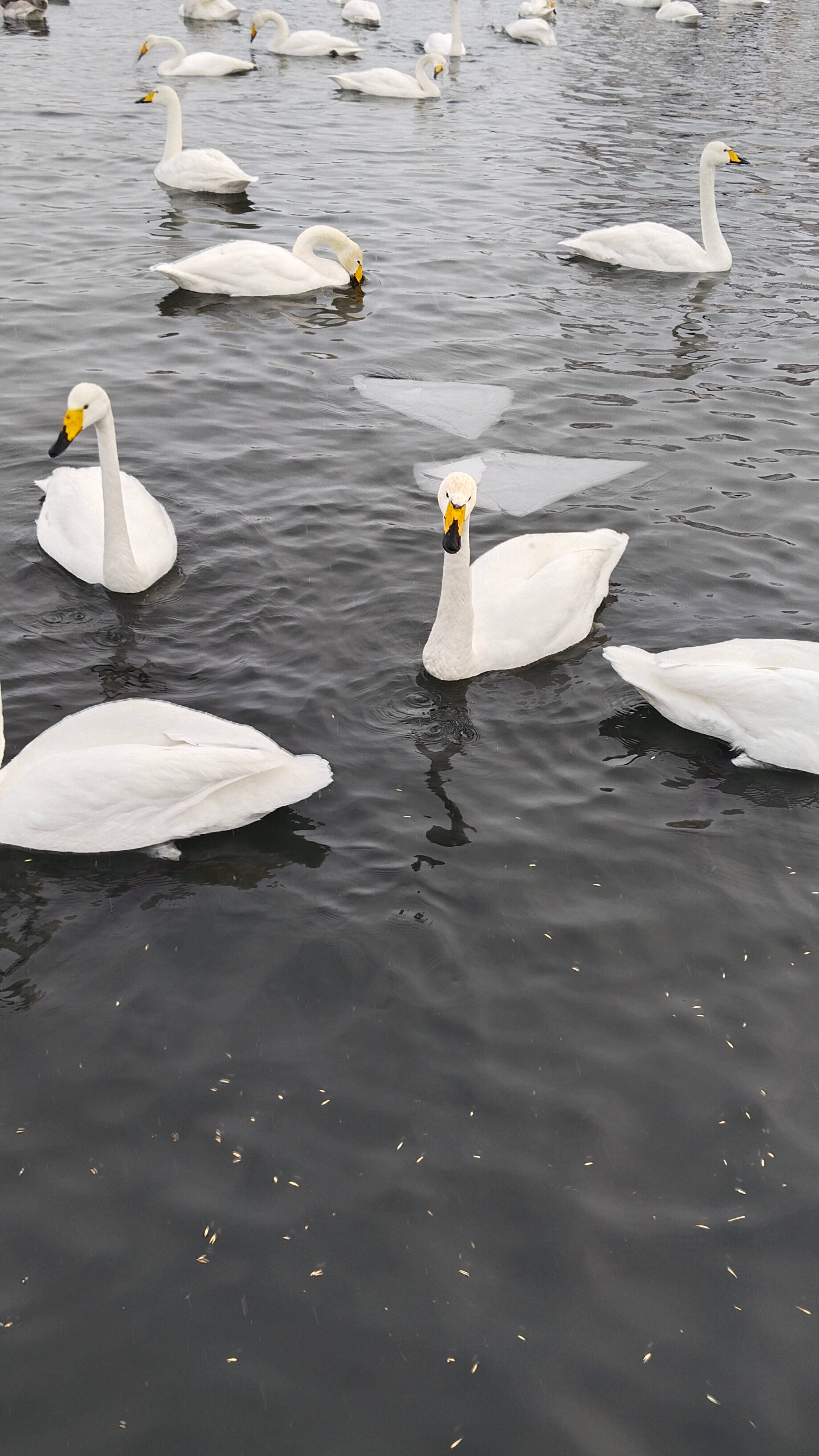 Лебединое озеро. Путешествие на Алтай. Январь 2024