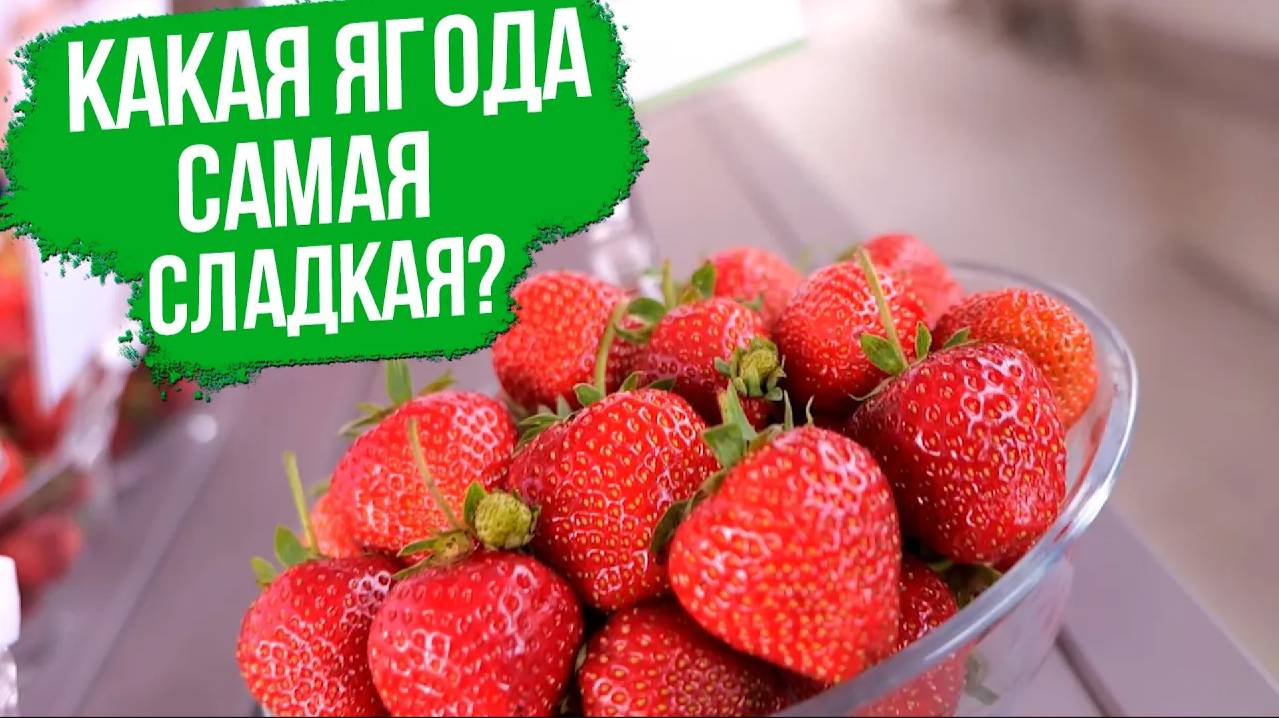 Какая ягода самая вкусная? Новинки сортов земляники. Самые урожайные и вкусные сорта земляники.