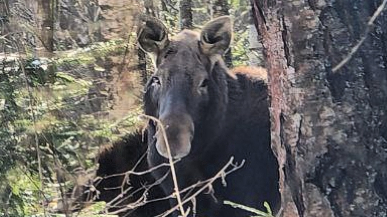 Закрываю сезон лосями