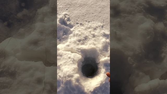 Меня трясёт от такой рыбины