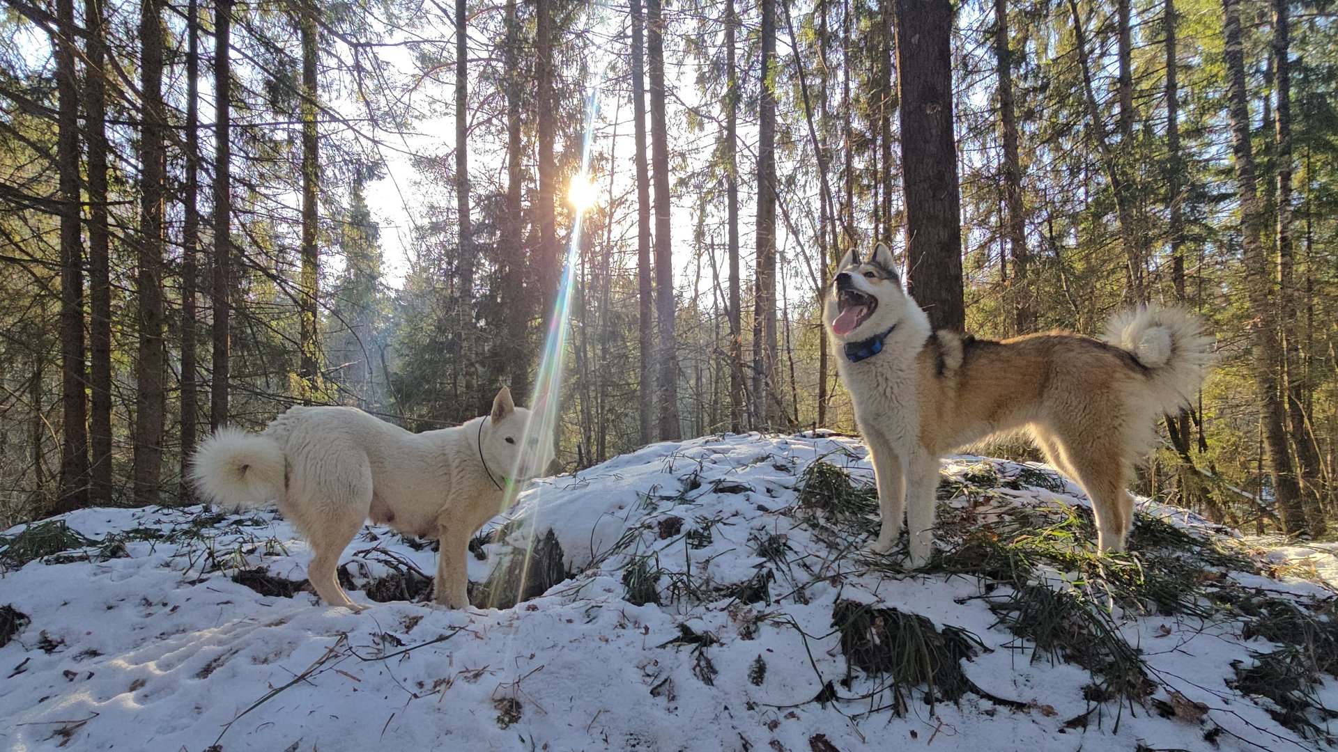 С лайками возле города