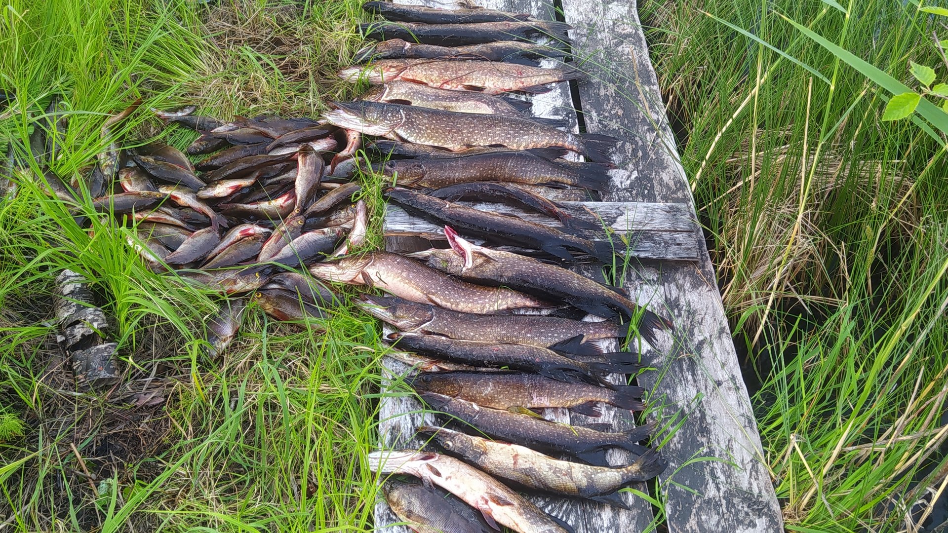 ЩУКА И ОКУНЬ КЛЕВАЛИ КАК СУМАСШЕДШИЕ / РЫБАЛКА НА СПИННИНГ И КРУЖКИ / РЫБАЛКА В КАРЕЛИИ