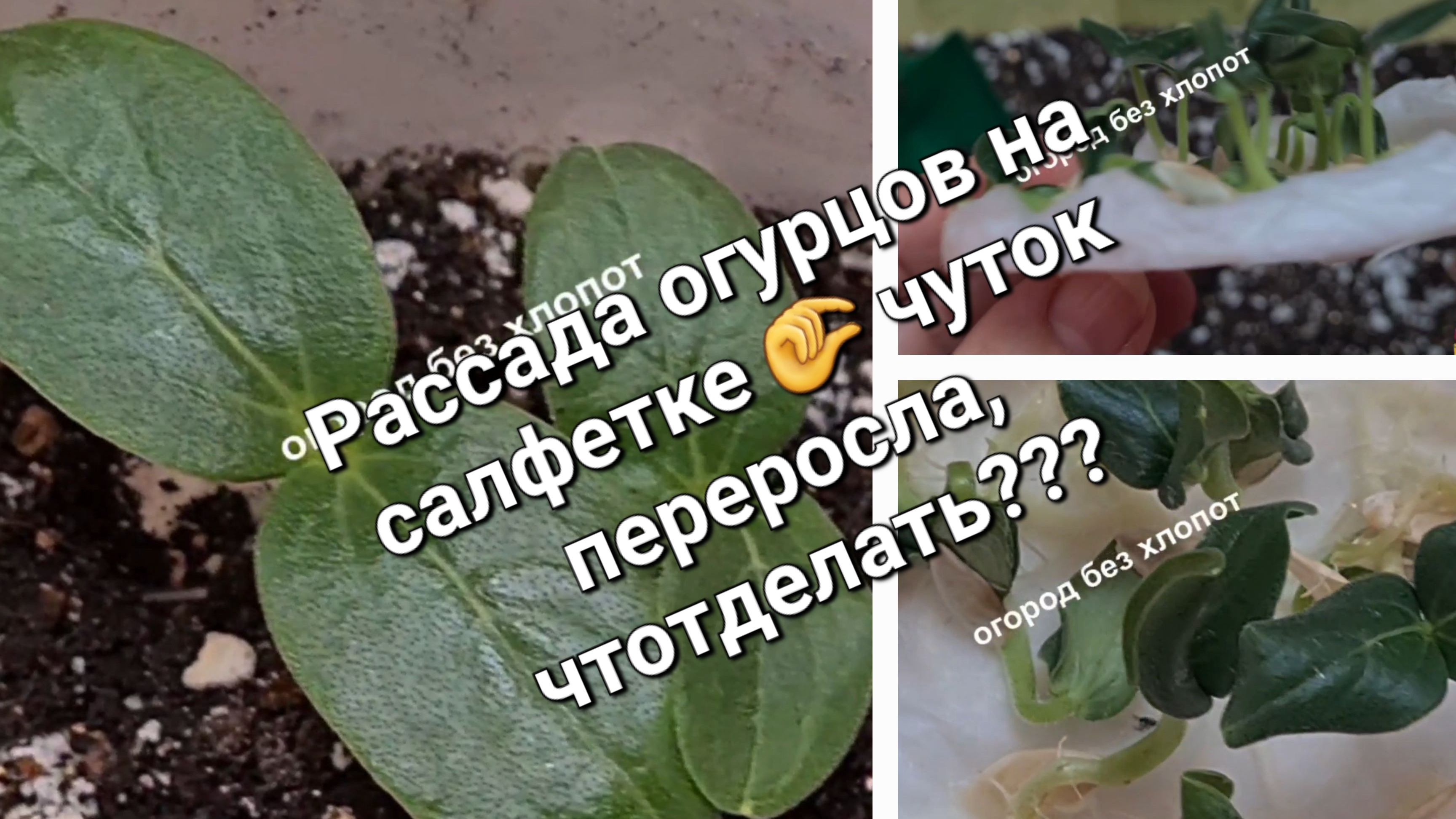 Рассада огурцов на салфетке чуток переросла? Не беда всё можно исправить!