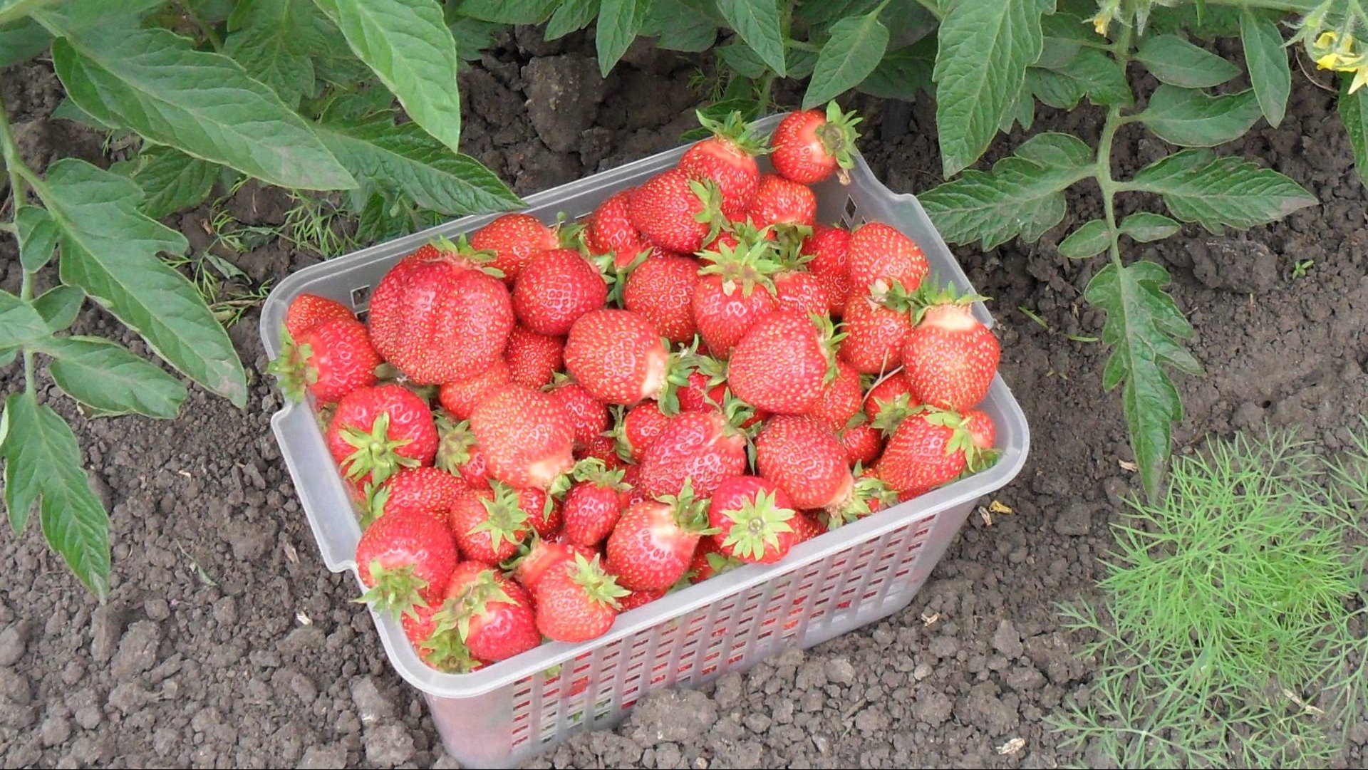 Как выращиваю клубнику