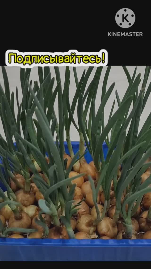 Лук в опилках на подоконнике для зелени! Садим лук в опилки