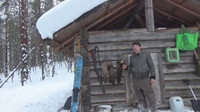 Охота на куницу капканами / Удачное закрытие / Изба / Росомаха и куница на фотоловушке