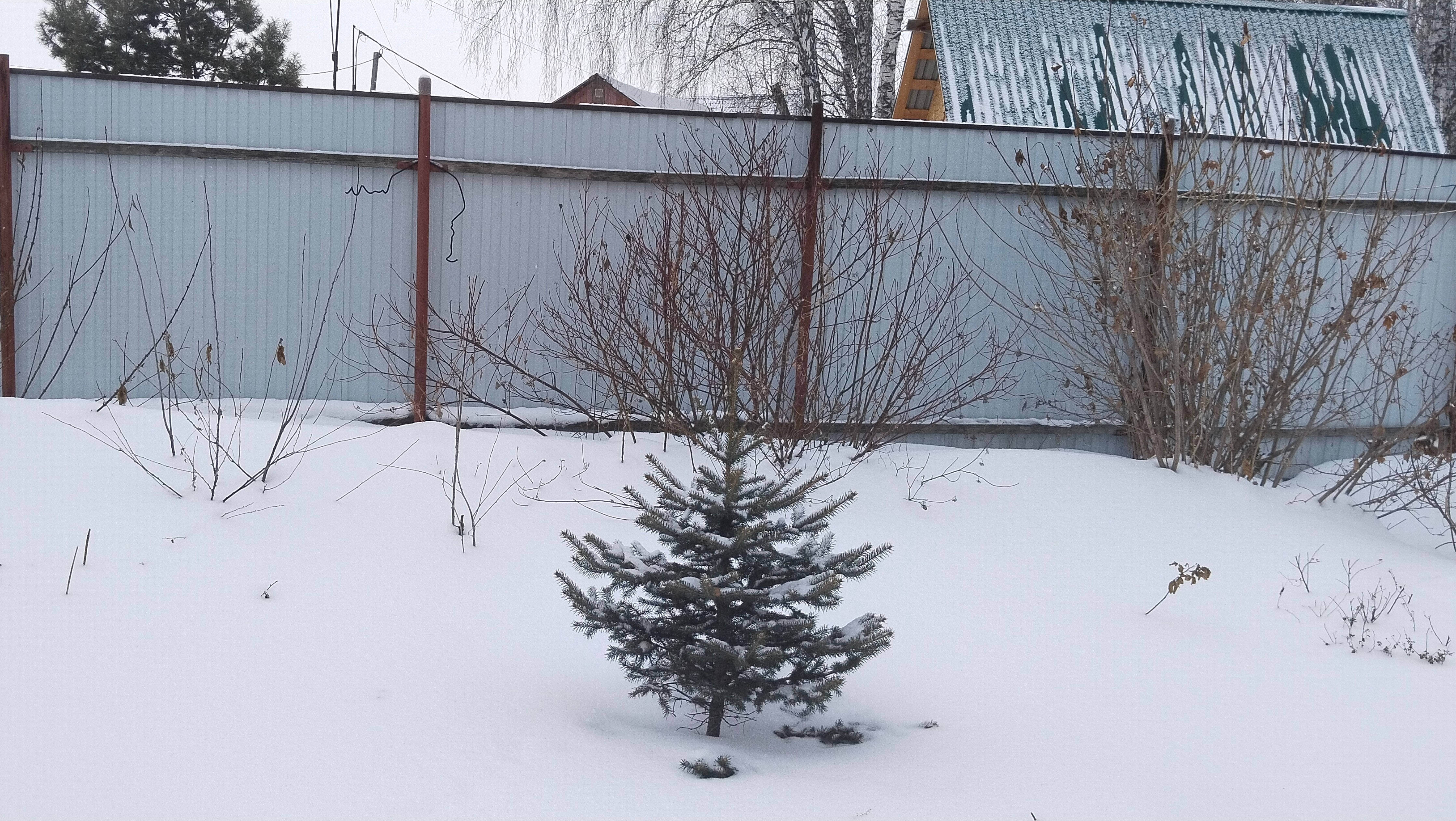 Весенняя прогулка по саду. 1 марта на дворе. Предстоящие переделки в теплице