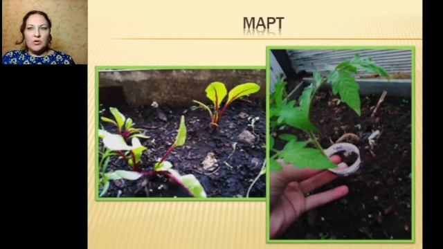 Фрагмент ＂Неотапливаемая теплица 9 месяцев в году＂  Долгих Анна