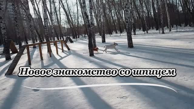 Новое знакомство со шпицем