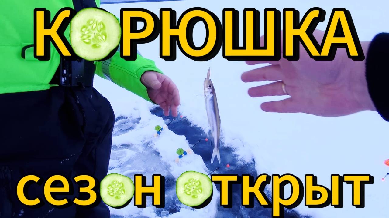 КОРЮШКА | СЕЗОН ОТКРЫТ