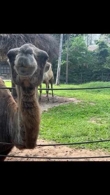 Верблюд плюнет или нет