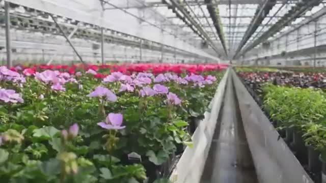 Технологии в цветоводстве. Jolly Farmer.